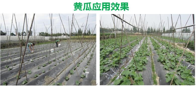 氨基寡糖素 - 植物的免疫衛(wèi)士，根結(jié)線蟲的克星