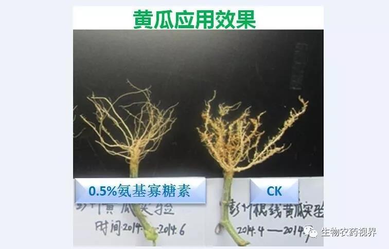 氨基寡糖素 - 植物的免疫衛(wèi)士，根結(jié)線蟲的克星