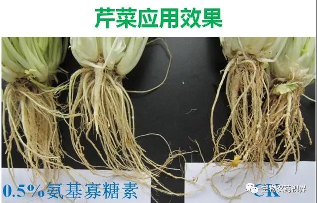 氨基寡糖素 - 植物的免疫衛(wèi)士，根結(jié)線蟲的克星