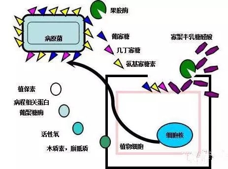 氨基寡糖素 - 植物的免疫衛(wèi)士，根結(jié)線蟲的克星