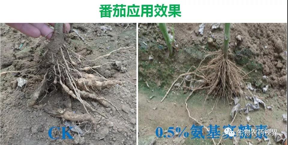 氨基寡糖素 - 植物的免疫衛(wèi)士，根結(jié)線蟲的克星